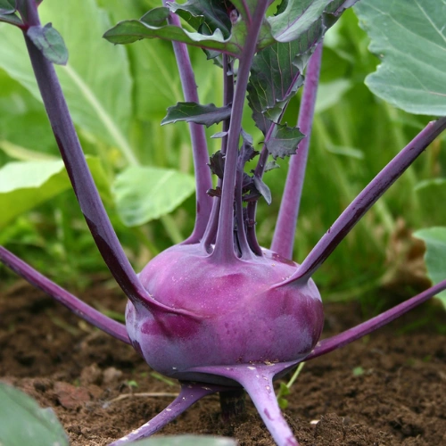 Buy Purple Kohlrabi Seeds in Pakistan Buy Purple Kohlrabi Seeds in Pakistan
