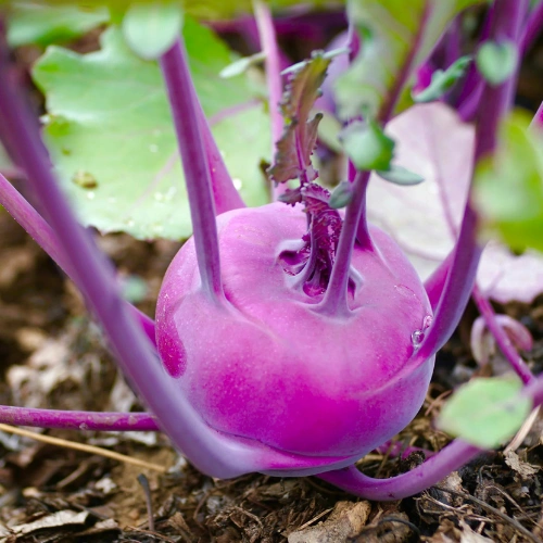 Buy Kohlrabi seeds in Pakistan