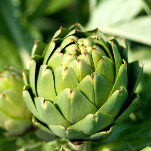 Buy Artichoke Green Globe Seeds Buy Artichoke Green Globe Seeds