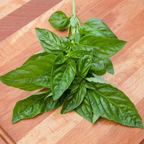 Buy Italian Basil Seeds β Sweet Basil Herb Seeds Buy Italian Basil Seeds β Sweet Basil Herb Seeds