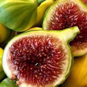 Buy Panache Tiger Fig Plant with green and yellow striped in Pakistan Buy Panache Tiger Fig Plant with green and yellow striped in Pakistan