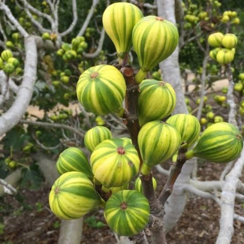 Buy Panache Tiger Fig Plant with green and yellow striped figs and red flesh in Pakistan