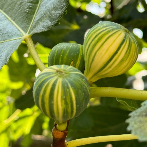 Panache Tiger Fig Plant with green and yellow striped figs and red flesh growing in Pakistan Panache Tiger Fig Plant with green and yellow striped figs and red flesh growing in Pakistan