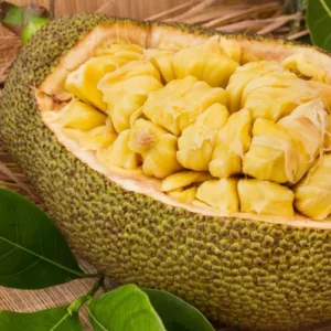 Healthy Jackfruit Plant in Pakistan