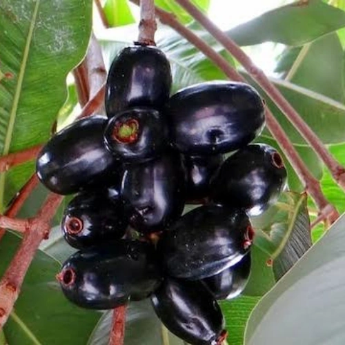 Buy Jamun Plant in Pakistan Buy Jamun Plant in Pakistan