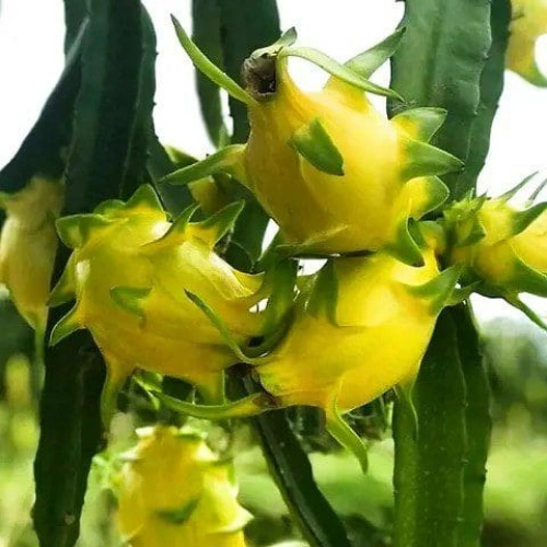 Yellow Dragon Fruit Plant (Israeli Yellow) in Pakistan