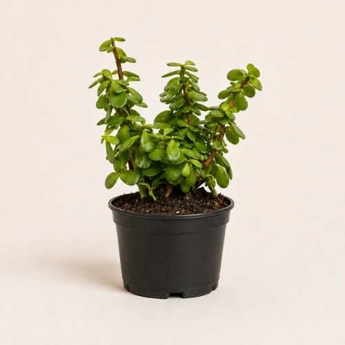 Healthy Jade Plant (Crassula ovata) with thick glossy green succulent leaves in Pakistan