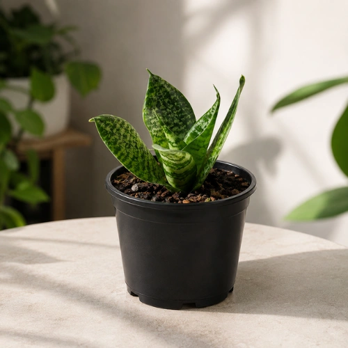 Healthy Dwarf Snake Plant (Sansevieria Hahnii) in Pakistan Healthy Dwarf Snake Plant (Sansevieria Hahnii) in Pakistan