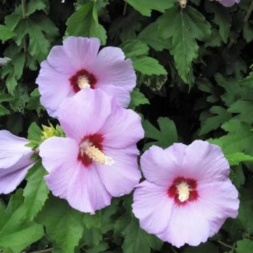 Buy Hibiscus Syriacus plant (Rose of Sharon) in Pakistan from Seed Beej Buy Hibiscus Syriacus plant (Rose of Sharon) in Pakistan from Seed Beej