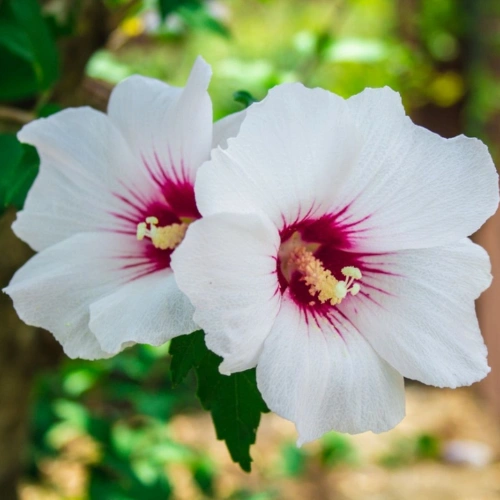 Hibiscus Syriacus (Rose of Sharon) Hibiscus Syriacus (Rose of Sharon)