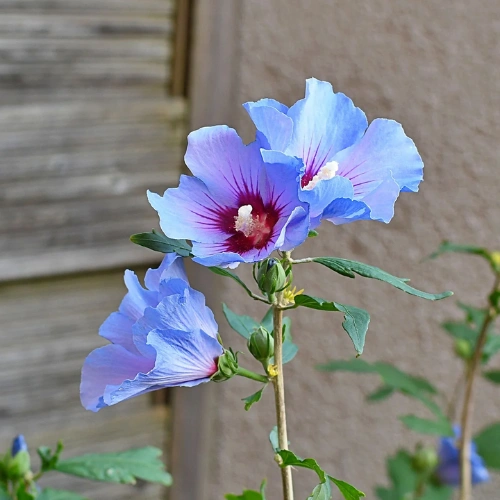Buy Healthy Hibiscus Syriacus (Rose of Sharon) Mix Color flowering plant in pakistan Buy Healthy Hibiscus Syriacus (Rose of Sharon) Mix Color flowering plant in pakistan