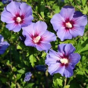 Healthy Hibiscus Syriacus (Rose of Sharon) Mix Color flowering plant in pakistan Healthy Hibiscus Syriacus (Rose of Sharon) Mix Color flowering plant in pakistan
