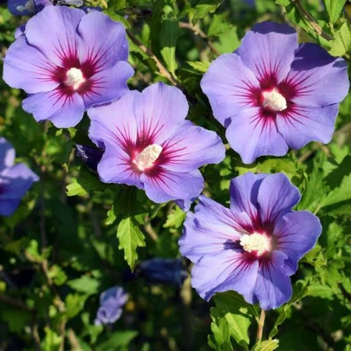 Healthy Hibiscus Syriacus (Rose of Sharon) Mix Color flowering plant in pakistan