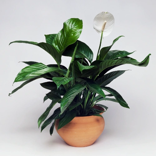 Black Peace Lily imported indoor plant in Pakistan Black Peace Lily imported indoor plant in Pakistan