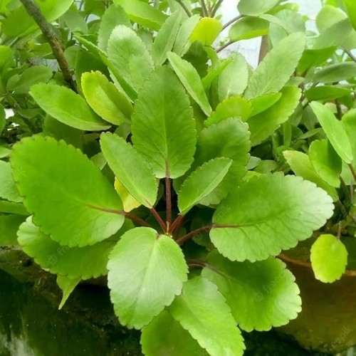 Buy Healthy Patharchatta Plant (Kalanchoe pinnata) In Pakistan