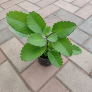 Healthy Patharchatta Plant (Kalanchoe pinnata) In Pakistan Healthy Patharchatta Plant (Kalanchoe pinnata) In Pakistan