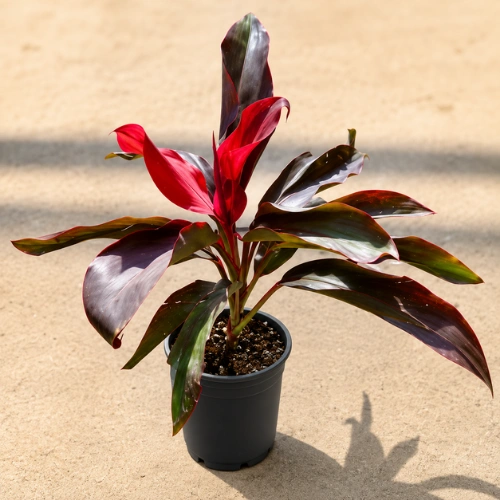 Buy Dracaena Mysore Ruby Plant (Dracaena Baby Doll) in Pakistan Buy Dracaena Mysore Ruby Plant (Dracaena Baby Doll) in Pakistan