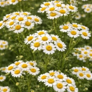 Buy Tanacetum Seeds – Feverfew Flower Seeds in Pakistan Buy Tanacetum Seeds – Feverfew Flower Seeds in Pakistan