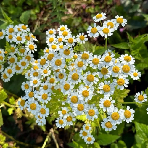 Tanacetum Seeds – Feverfew Flower Seeds in Pakistan
