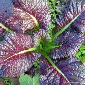 Red Mustard Seeds (Rai Surkh) in Pakistan Red Mustard Seeds (Rai Surkh) in Pakistan