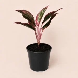 Buy Aglaonema Red Lipstick plant in Pakistan Buy Aglaonema Red Lipstick plant in Pakistan