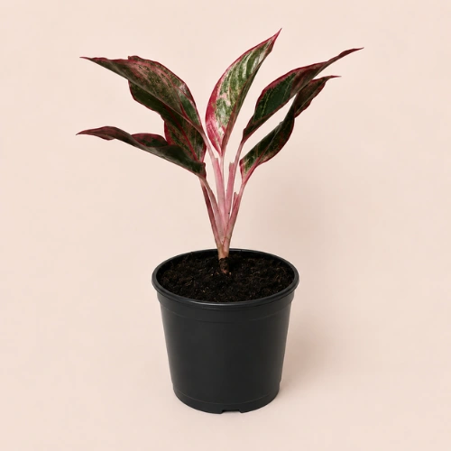 Buy Aglaonema Red Lipstick plant in Pakistan