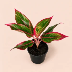 Aglaonema Red Lipstick plant indoor with red and green leaves in black nursery pot Aglaonema Red Lipstick plant indoor with red and green leaves in black nursery pot