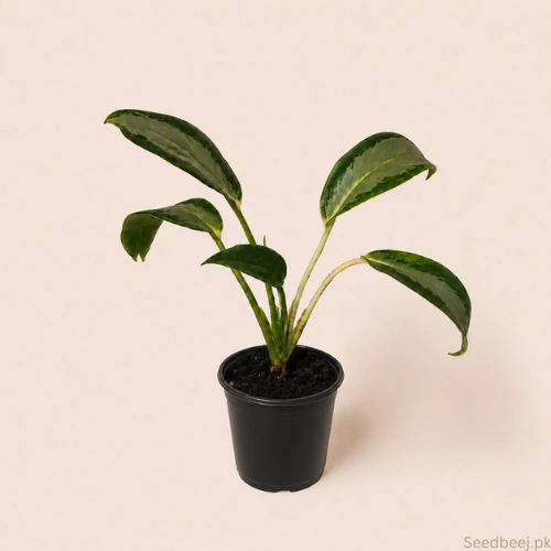 Aglaonema Green Bowl indoor plant with green leaves in black nursery pot
