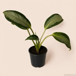 Buy Aglaonema Green Bowl Plant in Pakistan Buy Aglaonema Green Bowl Plant in Pakistan
